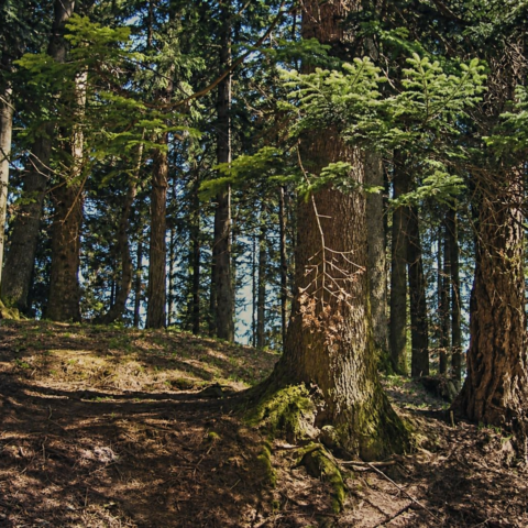 Forest