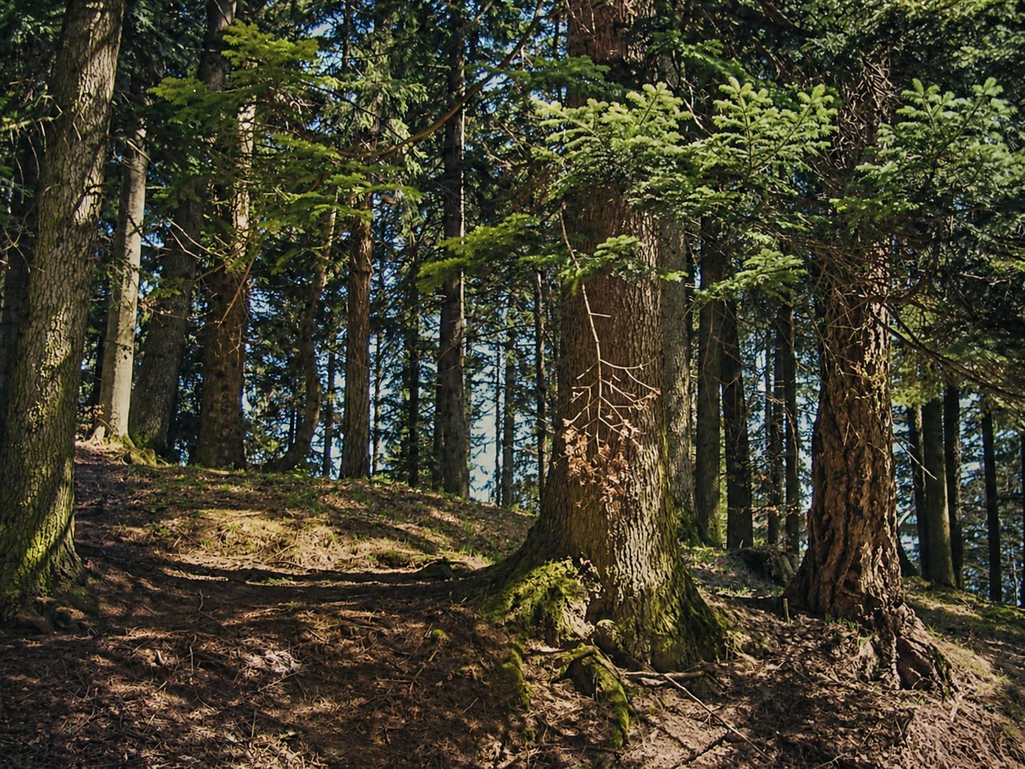 Forest