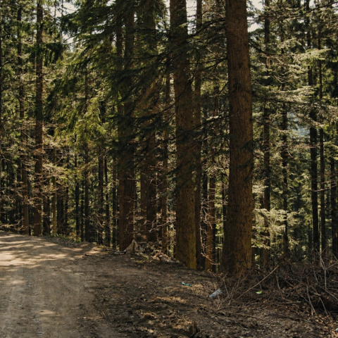 Forest
