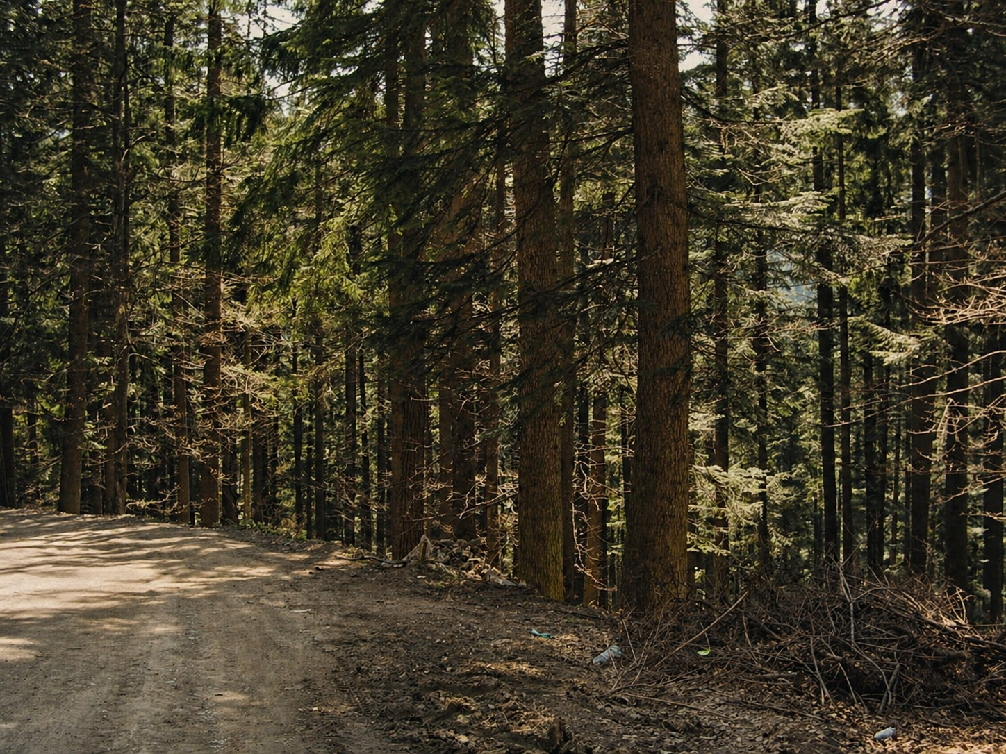 Forest