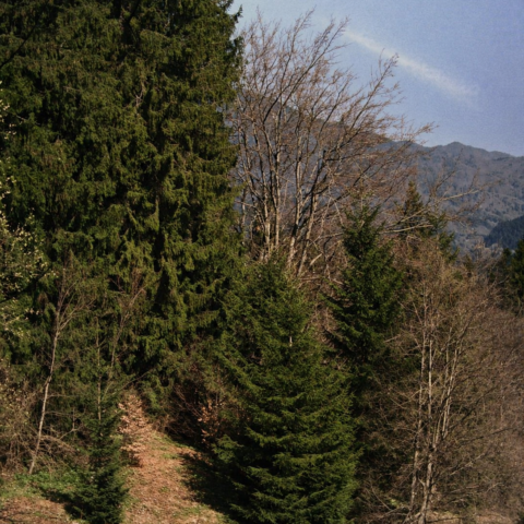 Forest