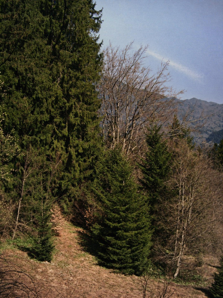 Forest