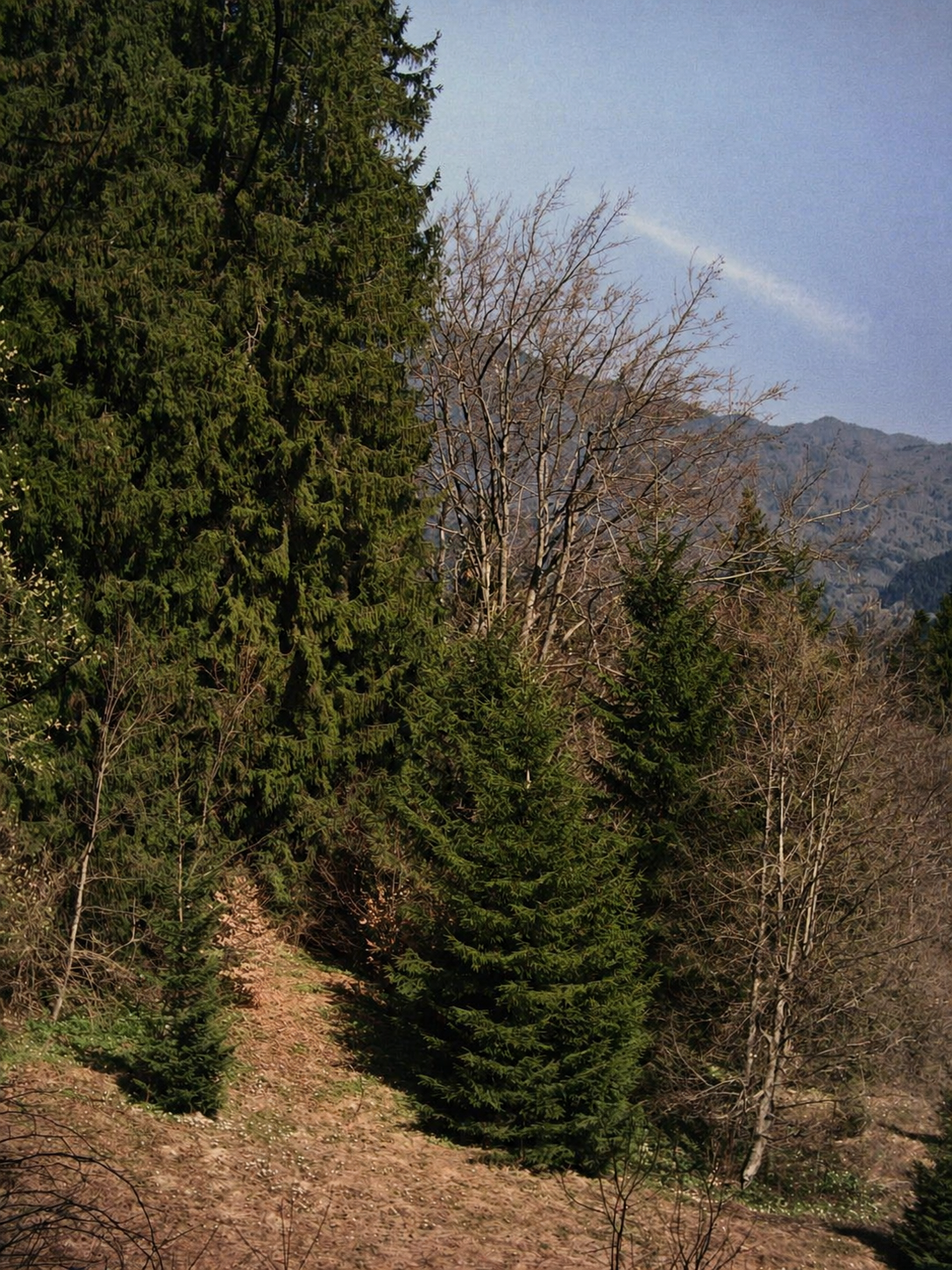 Forest