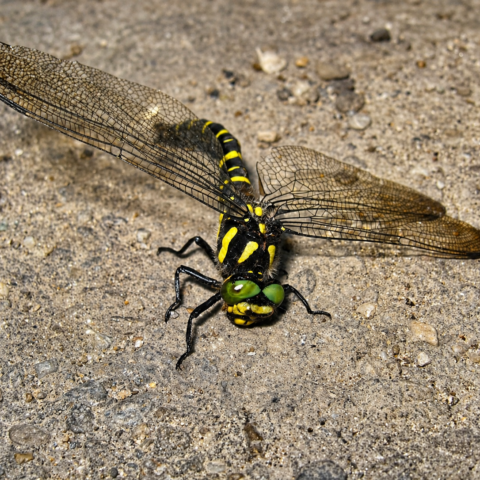 Dragonfly